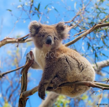 Picture of Koala in Great Ocean Road Victoria Australia